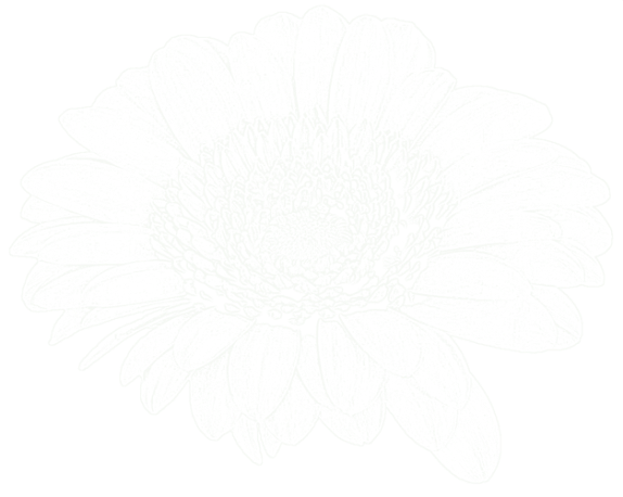 white daisy