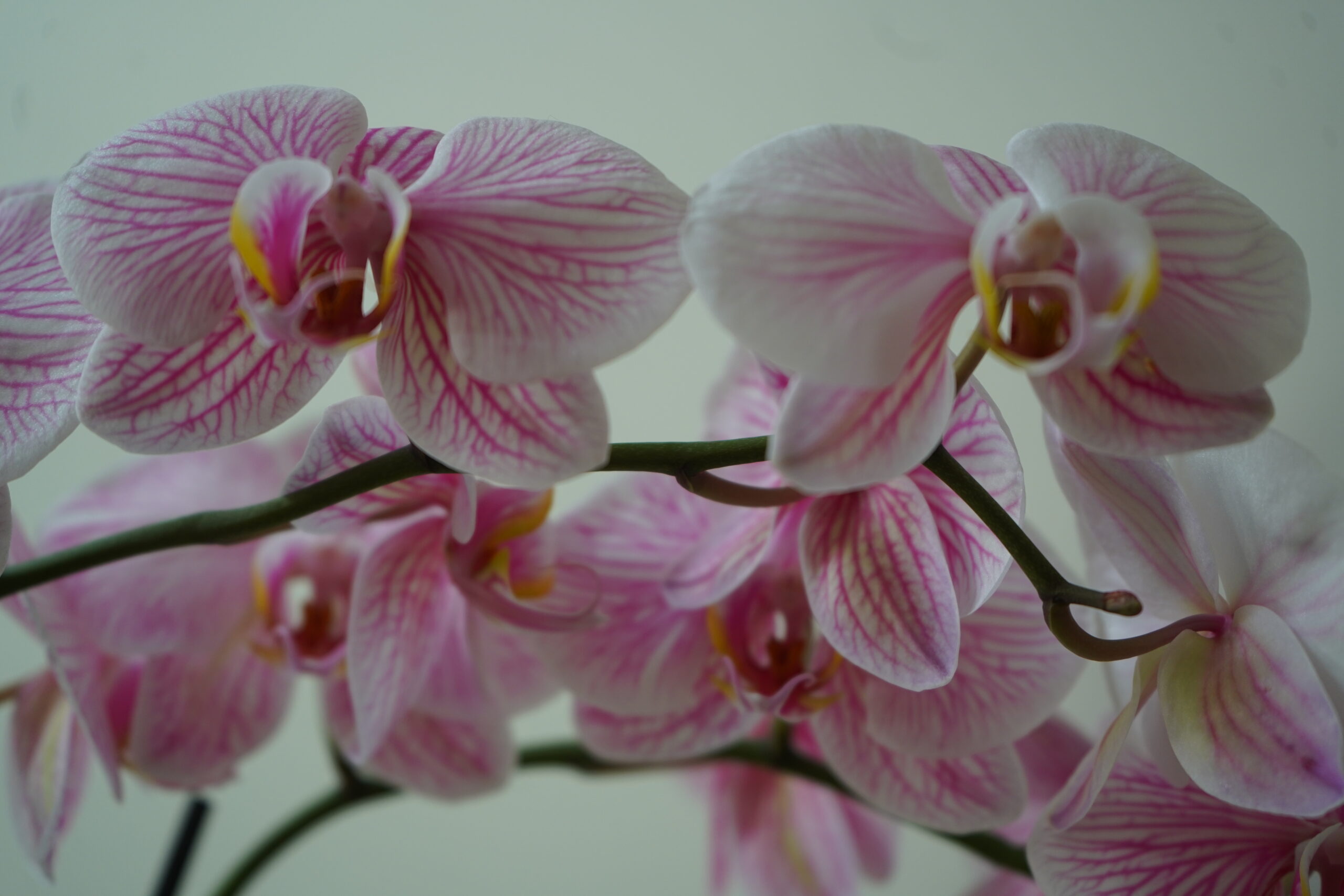 Orchid flower in the therapeutic residential environment at Highlands in Bloom mental health treatment center Agoura Hills California Cigna UMR Optum PPO accepted