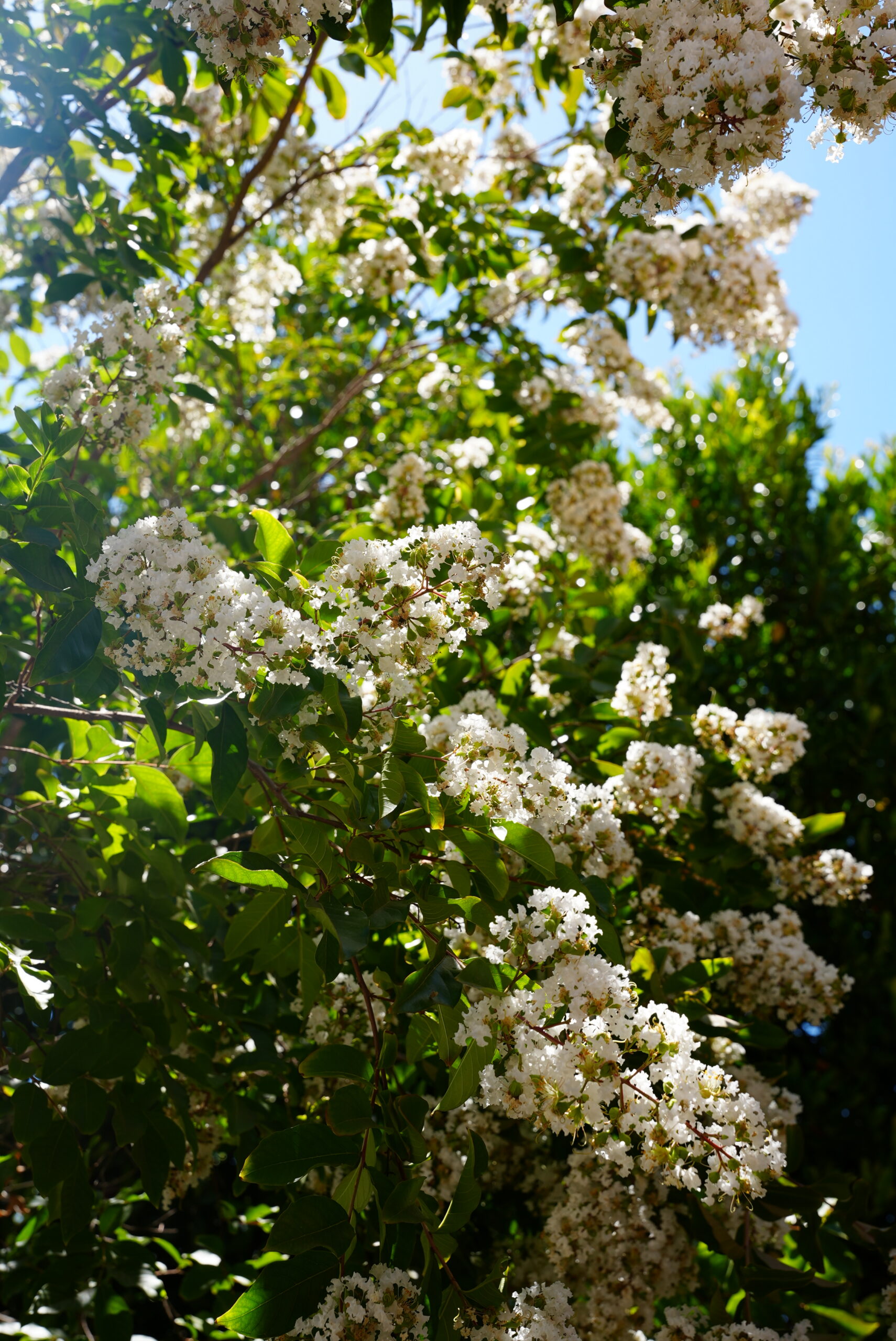 Garden tree leaves at Highlands in Bloom mental health and autoimmune treatment center Agoura Hills California