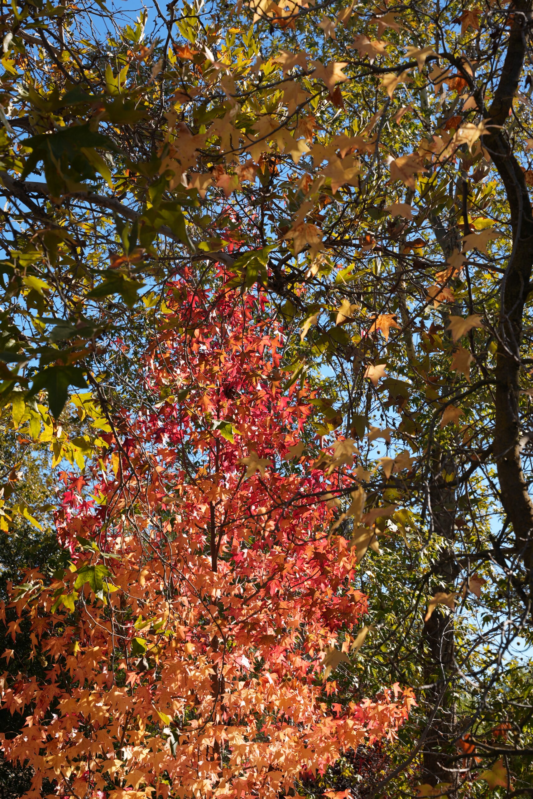 Trees at Highlands in Bloom residential mental health and autoimmune treatment center Agoura Hills California